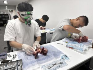 豚顎を用いて軟組織マネジメントの外科手技を実習するE×N×Fプライベートセミナー参加者